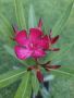 Зокум Лян Олеандър , снимка 1 - Градински цветя и растения - 45880218