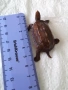 Бронзова фигурка на 🐢 костенурка 54399, снимка 4