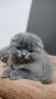 Клепоухи Британски късокосмести котенца, снимка 6