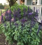 Салвия Мистично Синьо, Salvia 'Misty' blue или по-известна като Градински чай!!, снимка 4