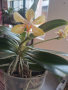 Орхидея Шедьовър Декорум , снимка 1