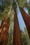 Нови качествени 15 семена от гигантска секвоя мамутово дърво sequoiadendron giganteum за декорация, снимка 13