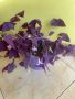 Детелина (Оксалис), снимка 1 - Стайни растения - 45334248