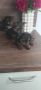 Кученца Мини Йорки , снимка 1 - Йоркширски териер - 45637933
