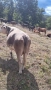 Продавам заплодена крава месодайна цена 2200 лв , снимка 3