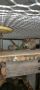 Чилийска катерица дегу, снимка 1 - Чинчили - 45209696