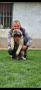 Кавказка овчарка, снимка 1 - Френски булдог - 43412521