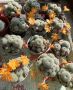 Кактуси Rebutia cv. Sunrise (Orange Flower), 22 лв, снимка 4