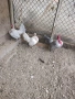 Голошийки бантам , снимка 4
