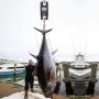 Висяща везна 660Lb 300Kg, снимка 6