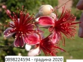 Фейхоа , Ананасова Гуава - Йодно дърно, снимка 1