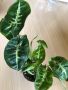 Syngonium rayi Black Panther , снимка 1