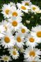 Бяла хризантема /Маргаритка /Chysanthemum maximum , снимка 2