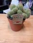 различни видове кактуси , снимка 1 - Стайни растения - 45422452
