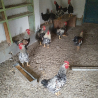 яйца от катунски кокошки, снимка 10 - Кокошки и пуйки - 44581979
