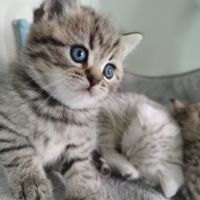 Прекрасни британски котета , снимка 7 - Британска късокосместа - 45712114