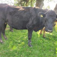 Продавам Крави, Юници и женски телета, снимка 8 - Крави - 45063387