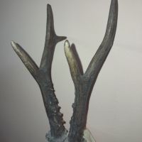Трофей рога от сръндак, снимка 3 - Колекции - 44488420