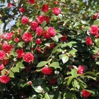 Camellia japonica 'Lady Campbell', снимка 4 - Градински цветя и растения - 45439710