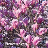 Магнолия - Magnolia НАЛИЧНИ 14 ВИДА Студоустoйчиви, снимка 10 - Градински цветя и растения - 33512293