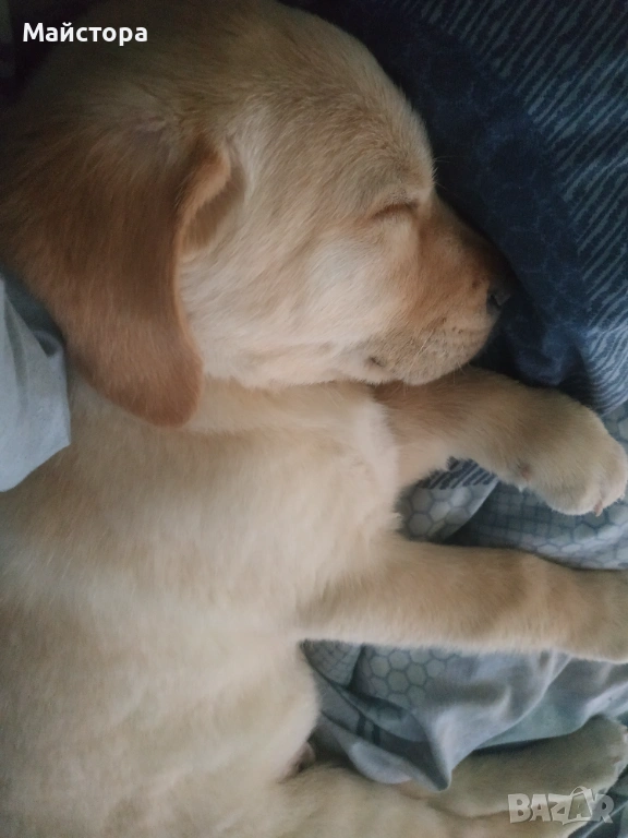 Продавам Лабрадор Ретривър , снимка 1