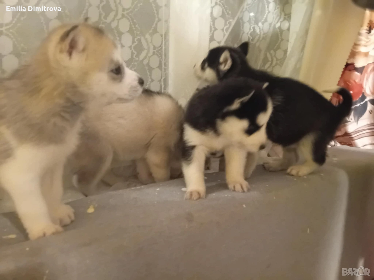 продавам хъскита кучете, снимка 1