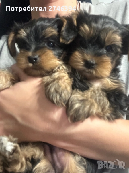 Бебе йоркширски териер, снимка 1