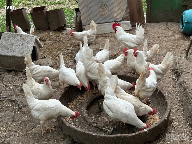 Яйца бял легхорн , снимка 1