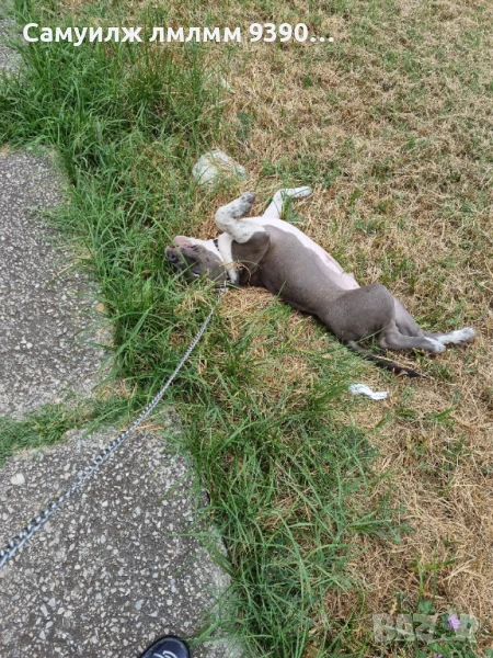 Американско були , снимка 1