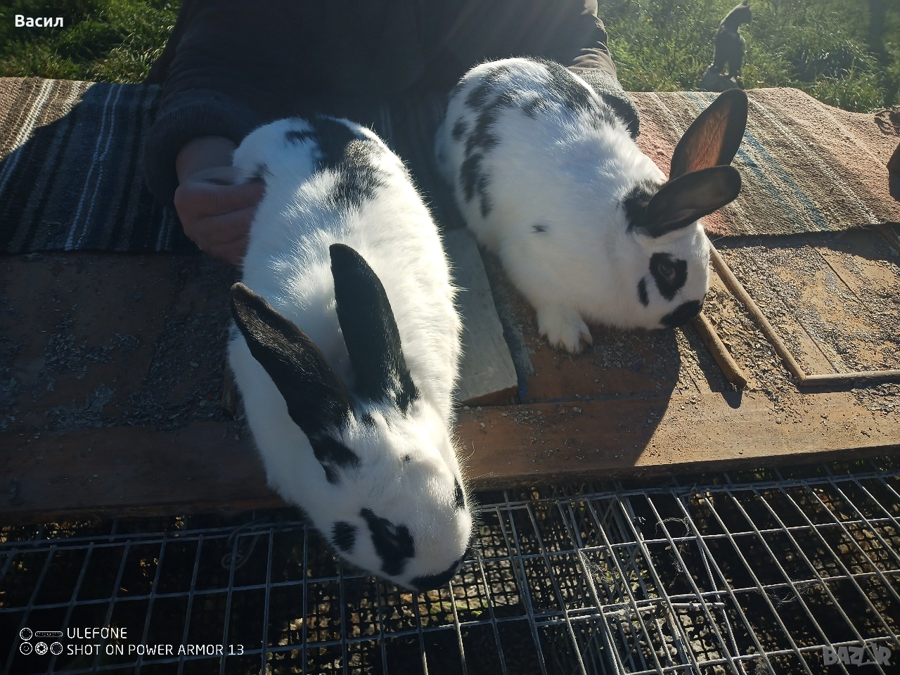 Зайци домашни , снимка 1