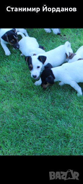  ТОП Джак ръсел териер ТОП , снимка 1