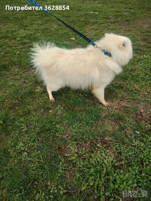 Продавам немски среден шпиц , снимка 1