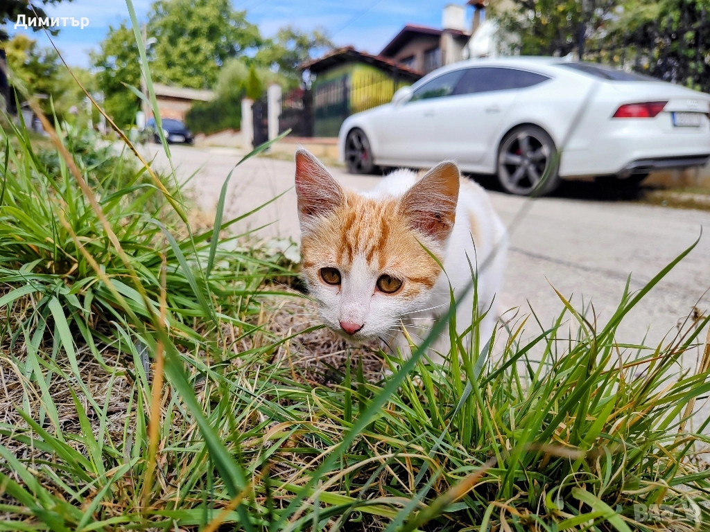 Подарявам гальовно мъжко коте на 2 месеца , снимка 1