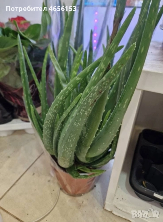 ГОЛЯМО АЛОЕ ВЕРА БАРБАДЕНСИС , снимка 1