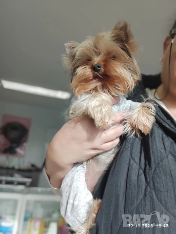 Йоркширски териер , снимка 9 - Йоркширски териер - 50828289