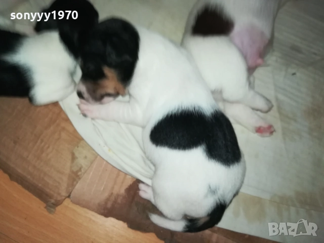ДЖАК РЪСЕЛ БЕБЕТА-УНИКАЛНИ СЛАДУРИ 250ЛВ ЗА ЕДНО 0109251927, снимка 10 - Джак ръсел териер - 51570062