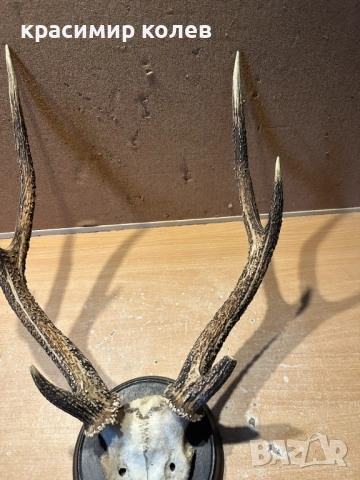 ловен трофей /рога/47 см., снимка 3 - Антикварни и старинни предмети - 52591928