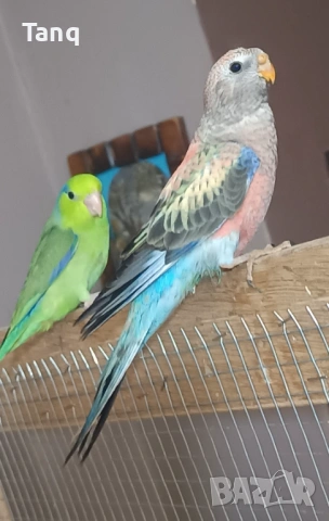 Буркова неофема , снимка 10 - Папагали - 53692104
