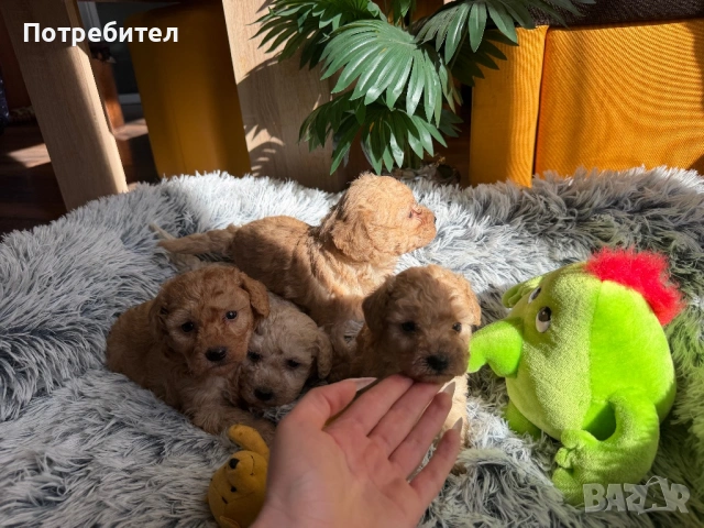 Пудел той, снимка 7 - Пудели - 53755903