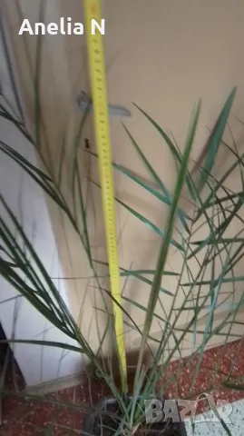 Палма-финикова, снимка 12 - Стайни растения - 30844825