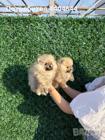 Мини померан , снимка 3 - Померан - 53989288