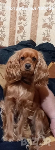 СПЕШНО!!!! Английски кокер шпаньол