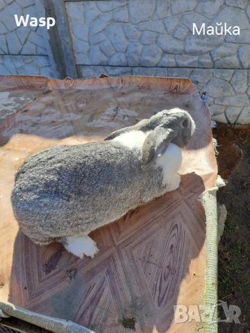 Продавам зайци, снимка 8 - Чинчили - 53402718