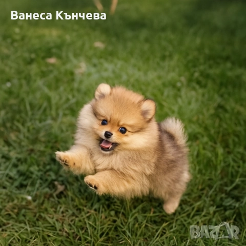 померанче, снимка 1