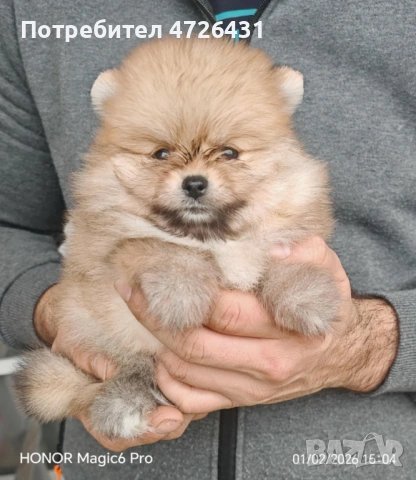 Продавамв Померани, снимка 3 - Померан - 53324733