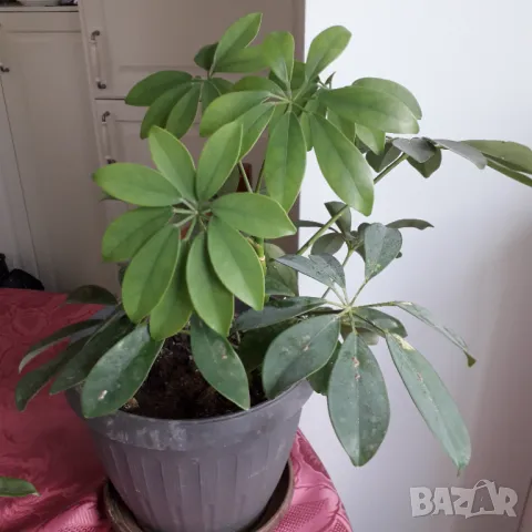 Шефлера  - две саксии, снимка 2 - Стайни растения - 50242910