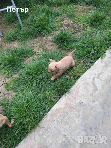 Продавам женски пинчер , снимка 3 - Пинчер - 53924665