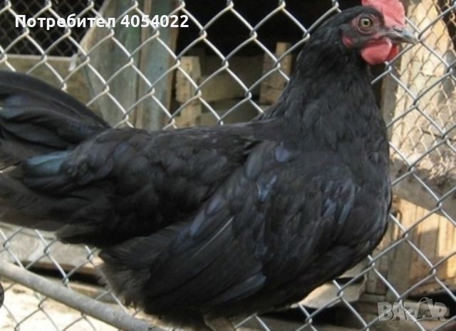 Продавам сиви и черни кокошки, снимка 3 - За птици - 45892711