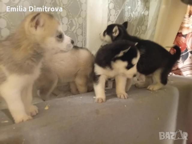 продавам хъскита кучете