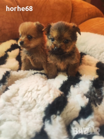 Мини кученца Йоркипом , снимка 2 - Йоркширски териер - 52839783